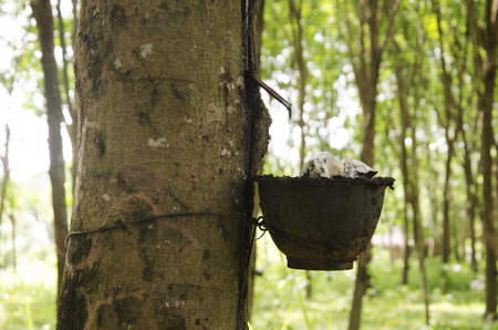 Plastic cup for rubber tapper latex from seringueira plant garden or rubber tree plantation at Ko Yao Noi in Phang Nga, Thailandの写真素材