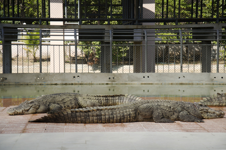 Crocodiles sleeping and resting in the park of Bueng Boraphet public park is the largest freshwater swamp and lake at Nakhon sawan, Thailandのeditorial素材