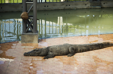 Crocodiles sleeping and resting in the park of Bueng Boraphet is the largest freshwater swamp and lake at Nakhon sawan, Thailandのeditorial素材