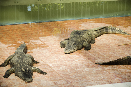 Crocodiles sleeping and resting in the park of Bueng Boraphet is the largest freshwater swamp and lake at Nakhon sawan, Thailandのeditorial素材