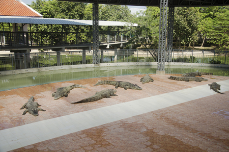 Crocodiles sleeping and resting in the park of Bueng Boraphet public park is the largest freshwater swamp and lake at Nakhon sawan, Thailandのeditorial素材