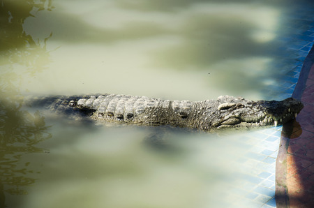 Crocodiles sleeping and resting in the park of Bueng Boraphet public park is the largest freshwater swamp and lake at Nakhon sawan, Thailandのeditorial素材