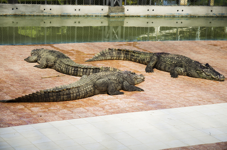 Crocodiles sleeping and resting in the park of Bueng Boraphet public park is the largest freshwater swamp and lake at Nakhon sawan, Thailandのeditorial素材