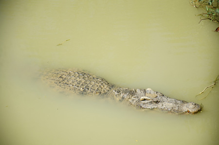 Crocodiles sleeping and resting in the park of Bueng Boraphet public park is the largest freshwater swamp and lake at Nakhon sawan, Thailandのeditorial素材