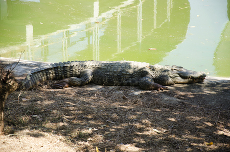 Crocodiles sleeping and resting in the park of Bueng Boraphet public park is the largest freshwater swamp and lake at Nakhon sawan, Thailandのeditorial素材