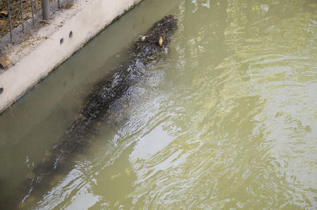 Crocodiles sleeping and resting in the park of Bueng Boraphet is the largest freshwater swamp and lake at Nakhon sawan, Thailandのeditorial素材