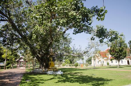 Gold buddha statue in garden at outdoor of Wat Niwet Thammaprawat Ratchaworawihan for people praying...
