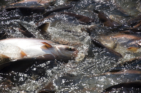 Thai people feeding food to fish in Chao phraya river at pier of Wat Phanan Choeng temple in...