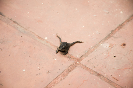 Baby frog looking and stand on floor in temple