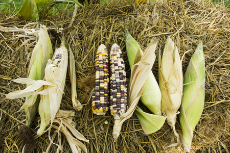 Glass Gem Corn or Sweet Waxy Corn Hybrid from agricultural corn plantation farm at countryside in Nonthaburi, Thailandの写真素材