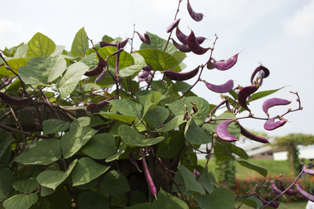 Purple pigeon peas or cajanus cajan plant in garden of agricultural plantation farm at countryside...