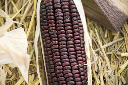 Waxy corn or Zea mays ceratina from agricultural corn plantation farm at countryside in Nonthaburi, Thailandの写真素材