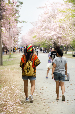 Asian travelers thai people walking travel and visit pink trumpet flower for take photo in garden at Kamphaeng Saen on April 17, 2017 in Nakhon Pathom, Thailand.のeditorial素材