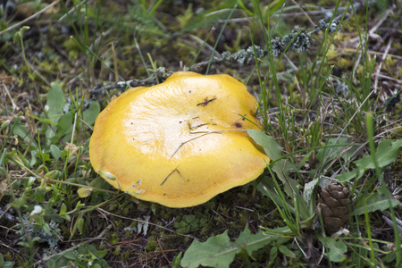 Yellow mushroom on ground in forest at Poppelbach near Riesenrutschbahn Poppeltal in Enzklosterle, Germanyの写真素材