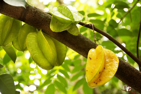 Averrhoa carambola fruits or star fruit on tree branch at outdoor of orchard garden in Rayong, Thailandの写真素材