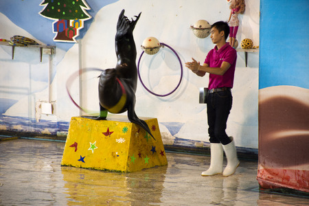 Thai people and foreigner travelers walking visit and travel looking Harbor seal show at park on September 18, 2018 in Bangkok, Thailandのeditorial素材