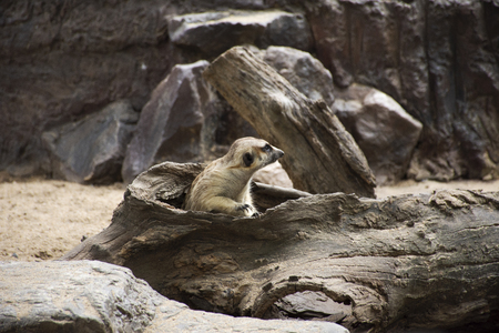 Meerkat or suricate in cage at public park in Bangkok, Thailand for Thai people and foreigner travelers walking visit and travel lookingの写真素材