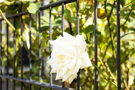 White roses flowers in garden of house gate background.