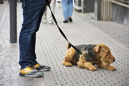 German people leash dog walking relax on walkway at Heidelberg or Heidelberger old town in Baden-Wurttemberg, Germanyのeditorial素材