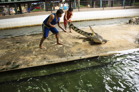 Crocodile Wrestling Show for thai people and travelers foriegner looking at Samphran Elephant Ground and Crocodile Farm on July 17, 2018 in Nakhon Phatom, Thailand.のeditorial素材