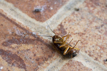 Small and young cockroach lie waiting for death on floor in house because spray insecticide at...
