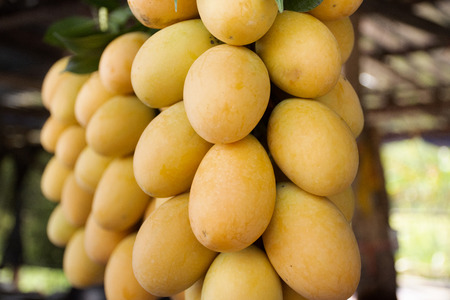 Marian plum or gandaria or plum mango on stall for sell at local shop in Nakhon Nayok, Thailand