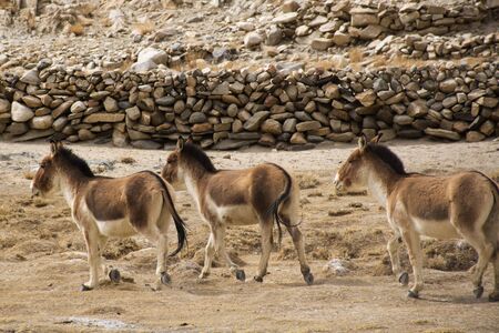 Himalayas mountains and Equus kiang or wild asses eating food at grassland on Diskit Turtok Highway and Pangong lake road while winter season at Leh Ladakh in Jammu and Kashmir, Indiaの写真素材