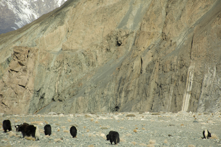 View landscape with Himalayas mountains and yak or Bos grunniens eating food at grassland on Diskit Turtok Highway and Pangong lake road while winter season at Leh Ladakh in Jammu and Kashmir, Indiaのeditorial素材