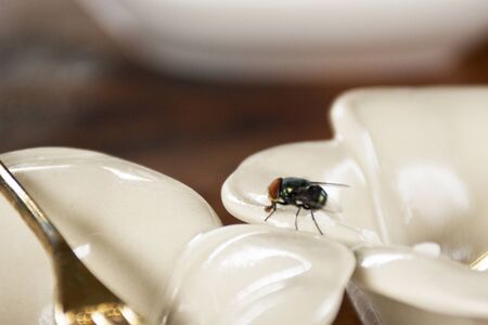 Bluebottle flies insects finding food on table at dining room of restaurant at resort hotel in Ratchaburi, Thailandの写真素材