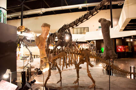 KALASIN, THAILAND - OCTOBER 2 : Dinosaur model in Sirindhorn Museum and Phu Kum Khao Dinosaur Excavation Site for travelers people travel visit at Sahatsakhan on October 2, 2019 in Kalasin, Thailandのeditorial素材
