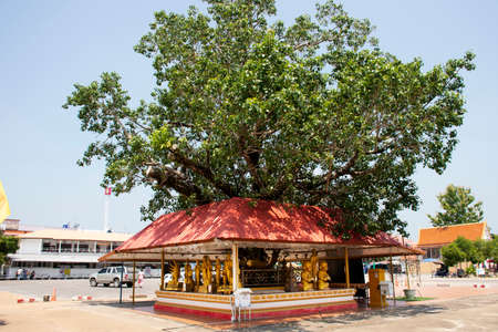 NAKHON PHANOM, THAILAND - OCTOBER 2 : Pagoda or Stupa and Golden buddha statue of Wat Phra That Renu Nakhon for thai people travel visit and respect pray on October 2, 2019 in Nakhon Phanom, Thailandのeditorial素材
