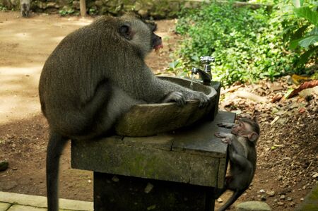 Long tail indonesian monkeys or balinese macaque in Mandala Suci Wenara Wana or Ubud Sacred Monkey...
