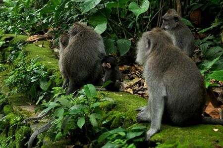 Long tail indonesian monkeys or balinese macaque in Mandala Suci Wenara Wana or Ubud Sacred Monkey...