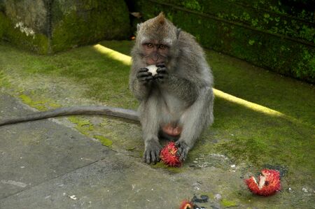 Long tail indonesian monkeys or balinese macaque in Mandala Suci Wenara Wana or Ubud Sacred Monkey...