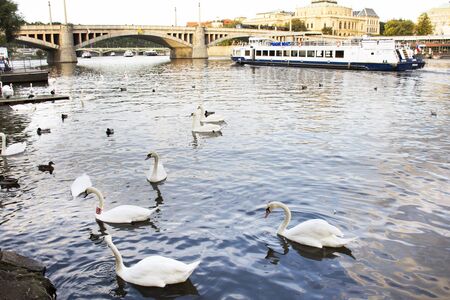 Swans family floating relax and swim finding food in Vltava river at old town near Charles Bridge in Prague, Czech Republicの写真素材