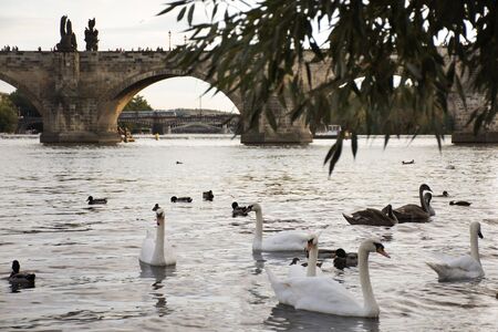 Swans family floating relax and swim finding food in Vltava river at old town near Charles Bridge in...
