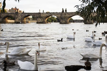 Swans family floating relax and swim finding food in Vltava river at old town near Charles Bridge in Prague, Czech Republicの写真素材