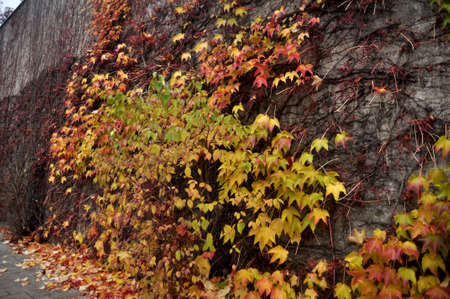 Ivy tree plant climbing concrete wall background while autumn fall season in garden park in Frankfurt , Germanyの写真素材