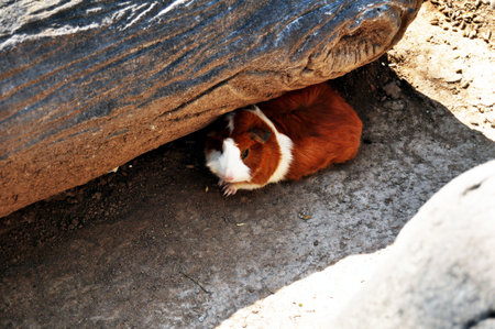 Hamster rats in cages of Zoo and Aquarium Bueng Chawak Chalermphrakiat for thai people and foreign travelers travel visit at Doem Bang Nang Buat district of Suphanburi in Suphan Buri, Thailandの写真素材