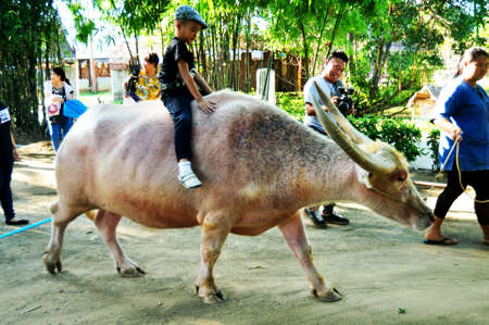 Thai people and foreign traveler travel visit learn Water buffalo and White Buffaloes in cages at Thailand Buffalo Conservation Village or Baan Kwai Thai on November 27, 2016 in Suphan Buri, Thailandのeditorial素材