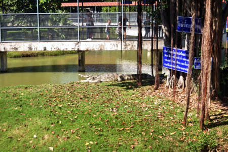 Siamese crocodile in cages of Zoo and Aquarium Bueng Chawak Chalermphrakiat for thai people and foreign travelers travel visit at Doem Bang Nang Buat on November 27, 2016 in Suphan Buri, Thailandのeditorial素材