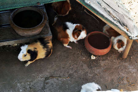 Hamster rats in cages of Zoo and Aquarium Bueng Chawak Chalermphrakiat for thai people and foreign...