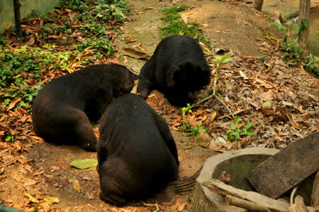 Asian black bear or moon bears relax in cage of Wildlife Sanctuaries Zoo in forest for laotian people and foreign traveler travel visit in Kuang Si Falls or Tat Kuang Si Waterfalls Luang Prabang, Laosの写真素材