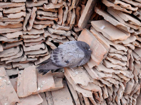 Dove or pigeon birds sick stand alone wait death at outdoor  at Basantapur Katmandu durbar square in Kathmandu, Nepalの写真素材
