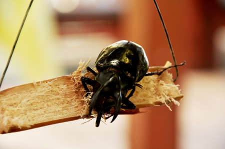 Brown rhinoceros beetle or Xylotrupes gideon dynastinae beetles at Kota Kinabalu Jesselton city in Borneo Kalimantan of Sabah state of Malaysiaの写真素材