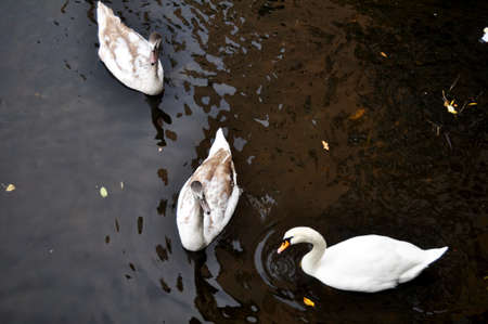 Swans family floating relax and swim finding food in Vltava Moldau river at Praha old town near Karluv Most Charles Stone Bridge in Prague, Czech Republicの写真素材