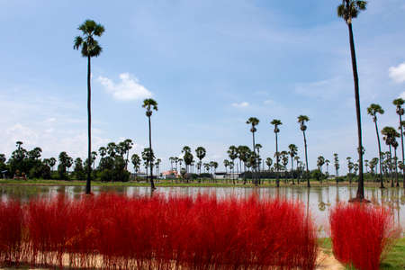 Toddy palm tree or sugar palm plant garden park with paddy rice field and grass red color of Pathumthani for thai people and foreign travelers travel visit at Pathum Thani of the central in Thailandのeditorial素材