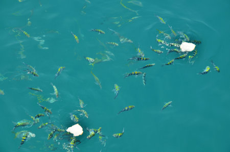 Clownfish or anemonefish and saltwater marine fish eating food from thai people and foreign...