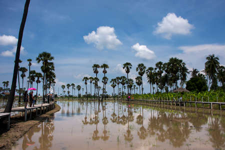 Toddy palm tree or sugar palm plant reflection on water in paddy rice field of Pathumthani garden park for thai people and foreign travelers travel visit at Pathum Thani of the central in Thailandのeditorial素材