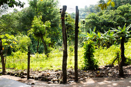 Old wooden utility pole column for local electric supply wood post support overhead power lines on pathway of Baan Huay Nam Sai rural countryside village valley at Suan Phueng in Ratchaburi, Thailandの写真素材